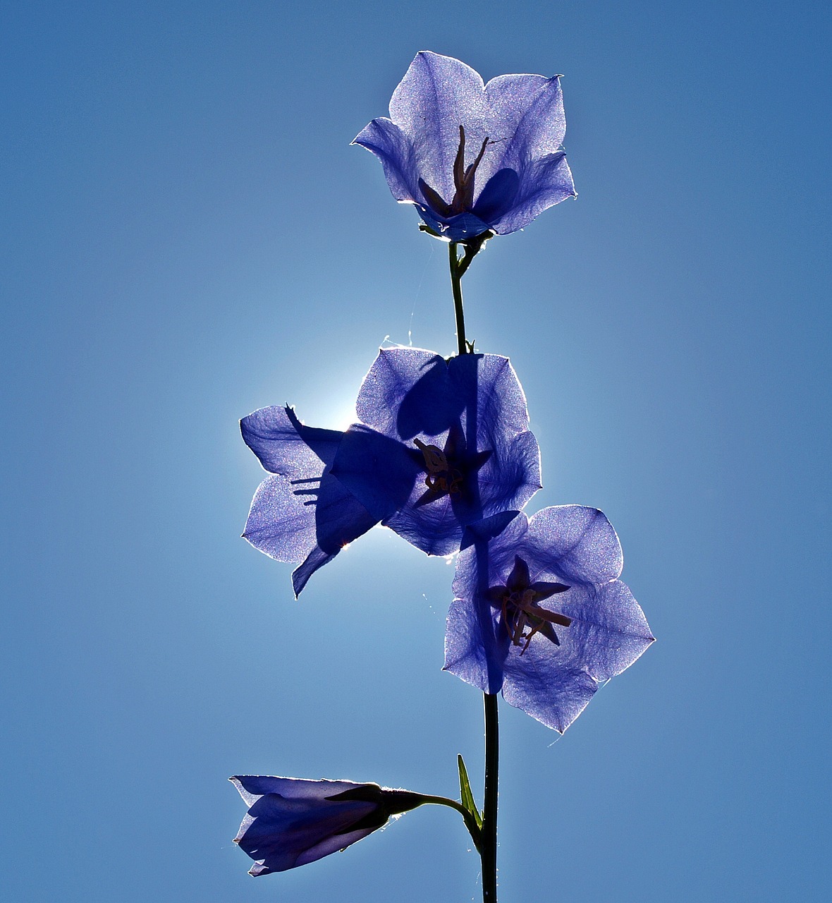 bellflowers, backlighting, flowers-1411992.jpg