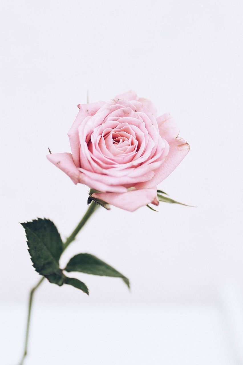 rose, pink flower, flower-4238686.jpg