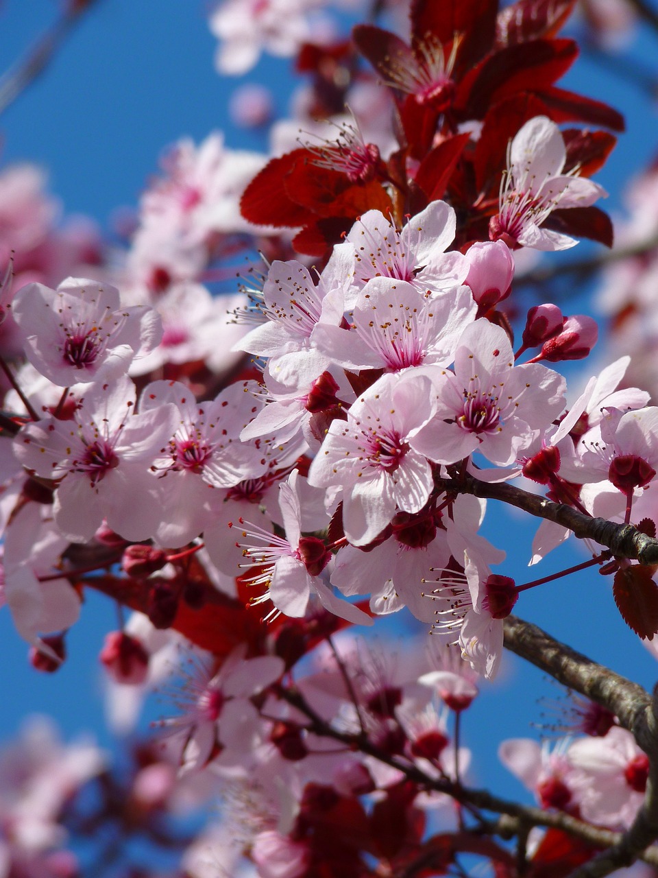 tree, flowers, cherry blossom-5376.jpg